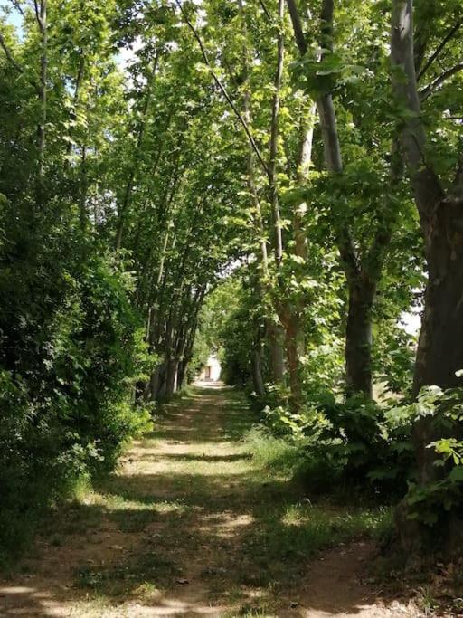 Le Soleil D Eugenie Appartement Dans Residence Avec Piscine Commune Pres De Carcassonne Olonzac ภายนอก รูปภาพ